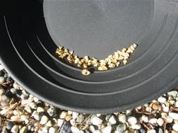 gold-pan