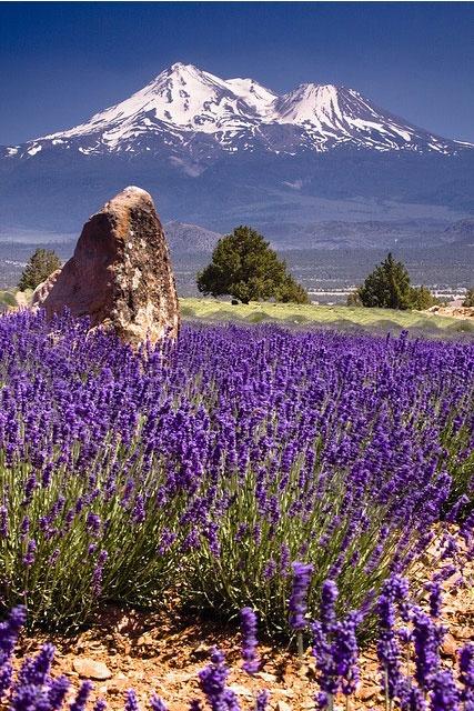 Lavender Fields by Mount Shasta @mantripping Lavender Fields by Mount Shasta @mantripping