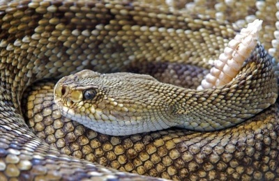 Getting Rid of Rattlesnakes: First, Prepare Your House and Yard to Keep Them Away