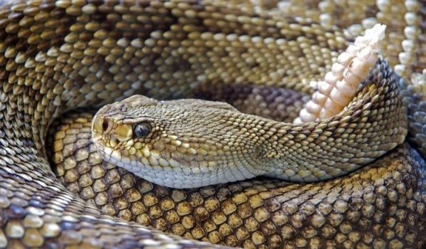 Getting Rid of Rattlesnakes: First, Prepare Your House and Yard to Keep Them Away