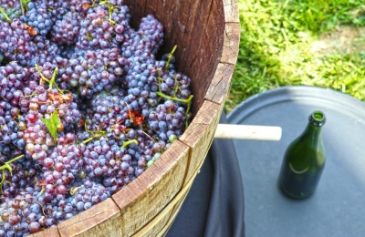 Tips and Techniques To Help You Win A Grape Stomp