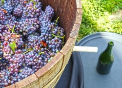 Tips and Techniques To Help You Win A Grape Stomp