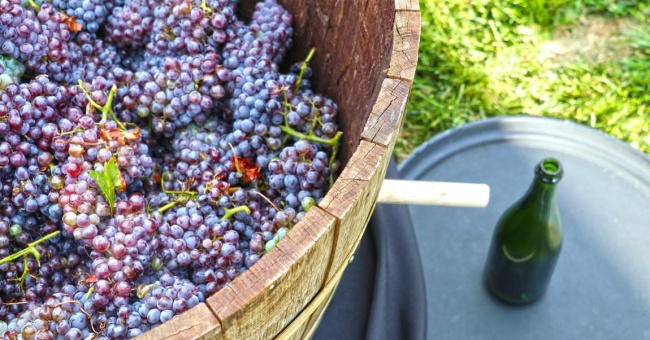 Tips and Techniques To Help You Win A Grape Stomp