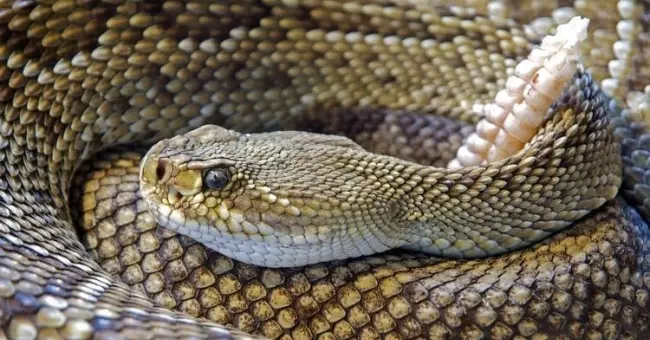 Getting Rid of Rattlesnakes: First, Prepare Your House and Yard to Keep Them Away