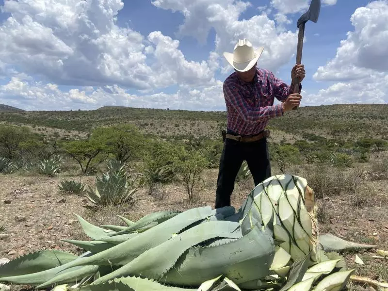Bosscal Mezcal harvesting agave