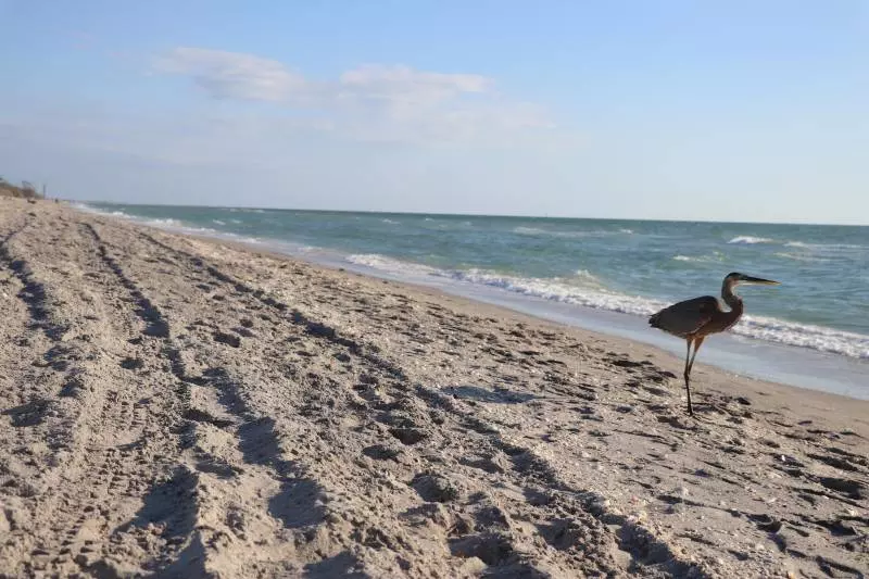 florida gulf coast beach