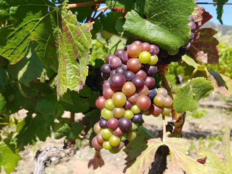 grapes on the vine california vineyard