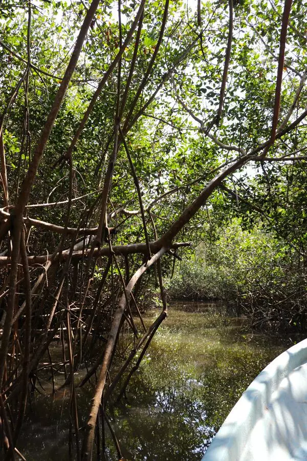 estero de el salado puerto vallarta jungle cruise through mangrove swamps
