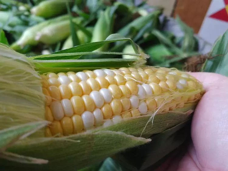michigan sweet corn