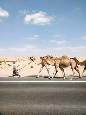 camels on the road in Abu Dhabi