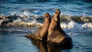 Vista Point - Elephant Seals