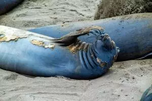 Vista Point - Elephant Seals