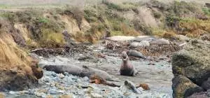 Vista Point - Elephant Seals