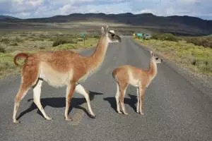 Unique wildlife in Patagonia