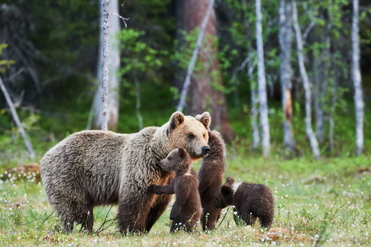 bear watching on an alaska guys trip