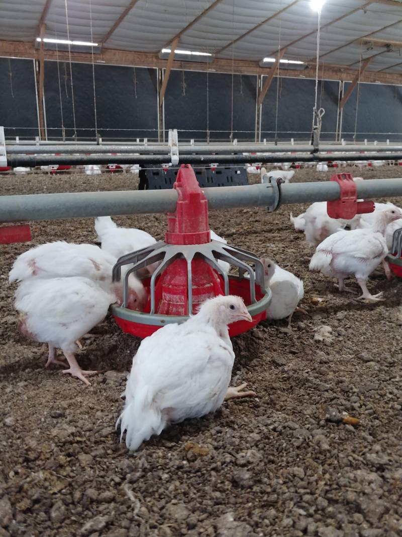 american raised chickens safe healthy