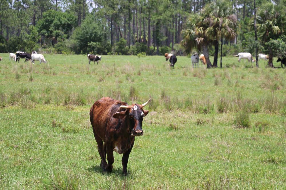 Natural Florida Up Close on a Babcock Ranch Eco Tour