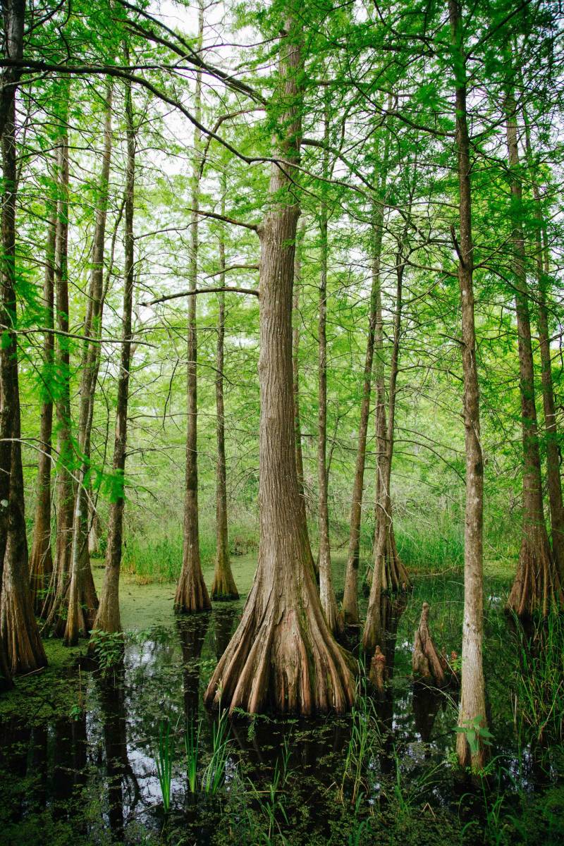 cyprus trees in the bayou