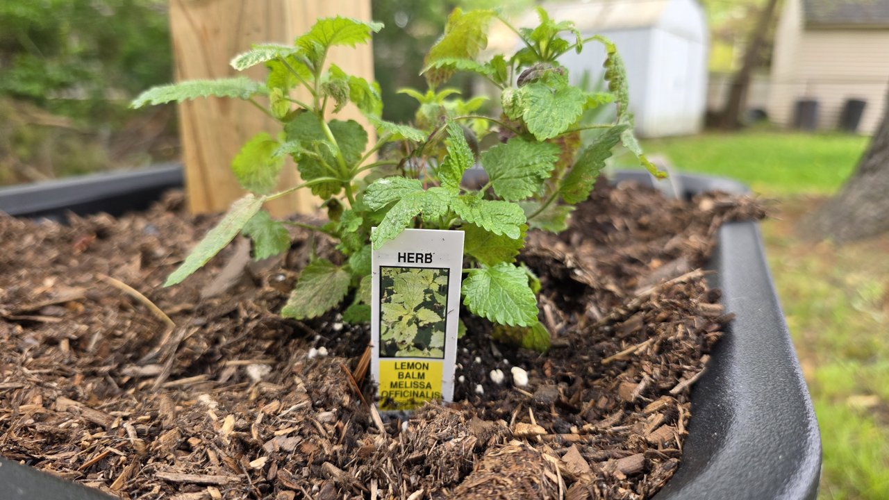 Lemon balm (Melissa officinalis) growing in a backyard planter base as a natural bug-repellent herb