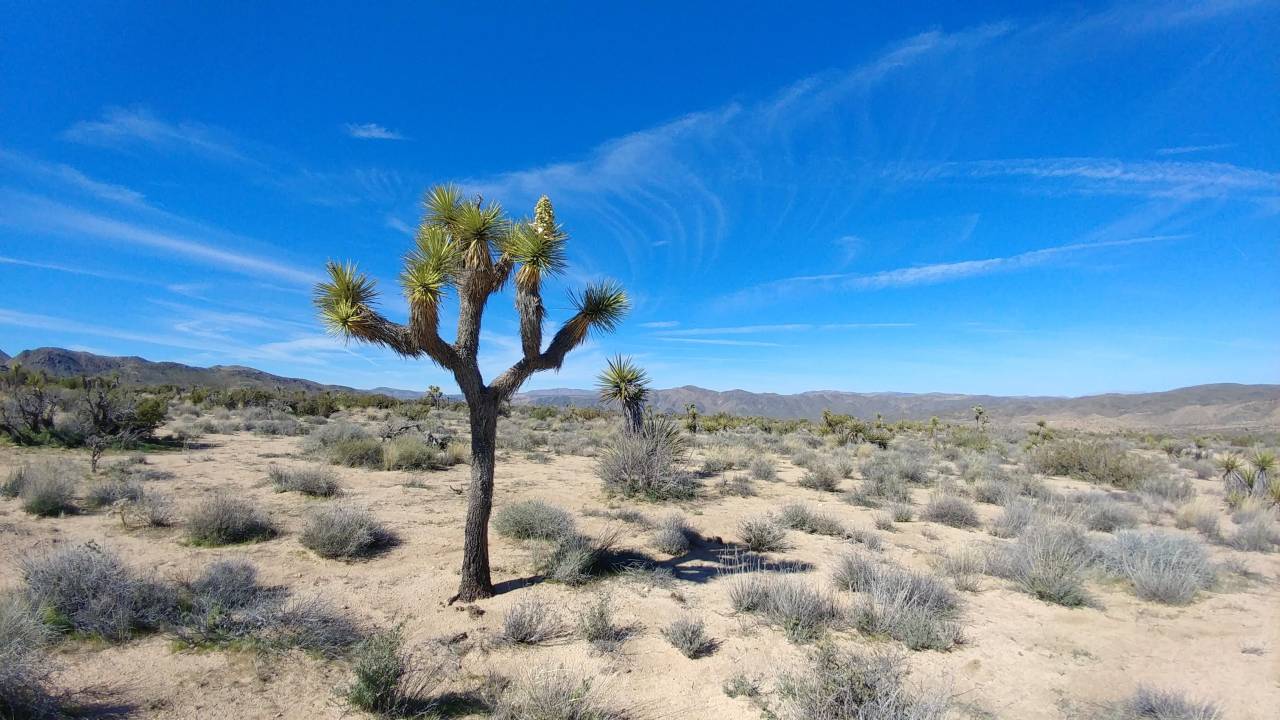 joshua tree national park california