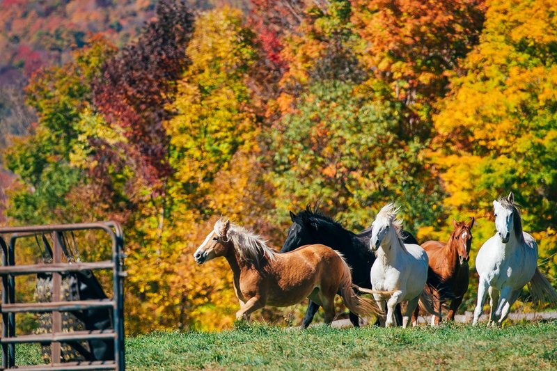 Horses running through a pasture backed by orange and yellow fall foliage in Delaware County, New York
