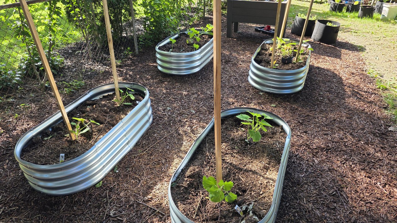 Four galvanized steel raised garden beds with bamboo trellises and young squash and cucumber seedlings