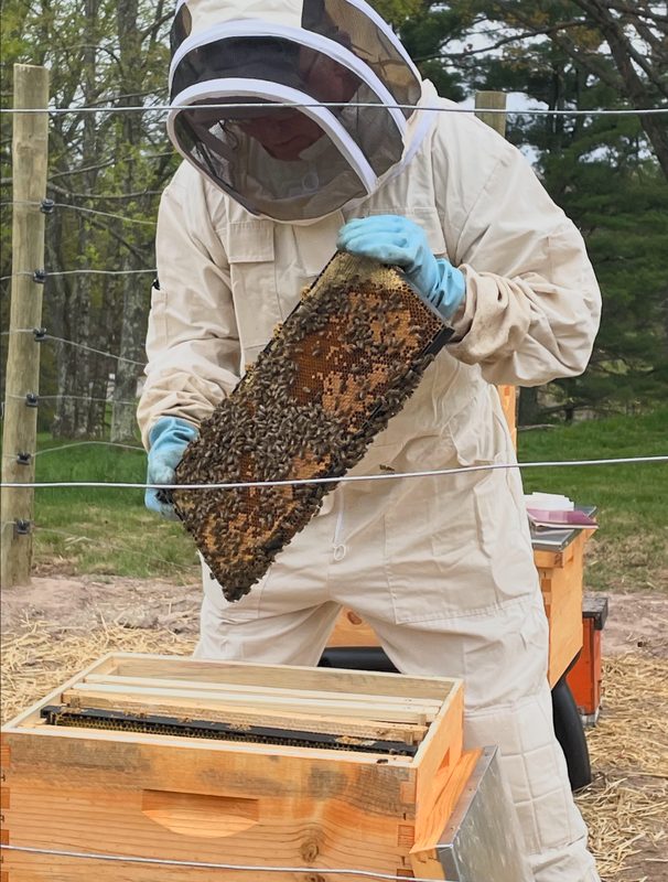 Beekeeper in a protective suit lifting a honeycomb frame at Hemlock in Neversink, New York