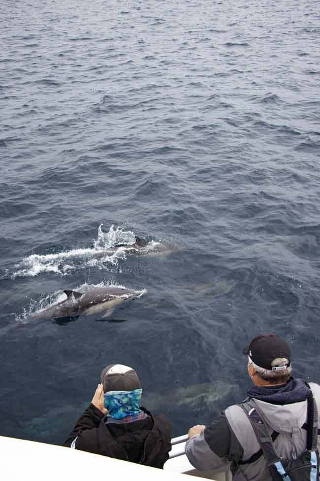 dolphins on channel islands whale watching cruise in ventura california