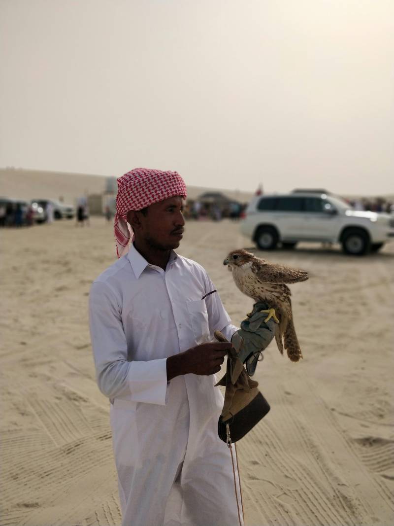 falconry in arabian desert