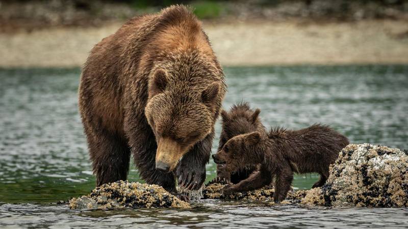 alaska katmai np 1920x1080