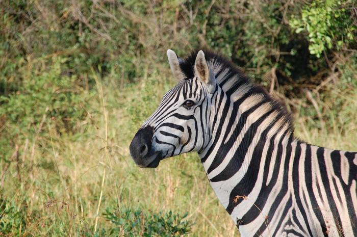 wild zebra on in south africa safari tour