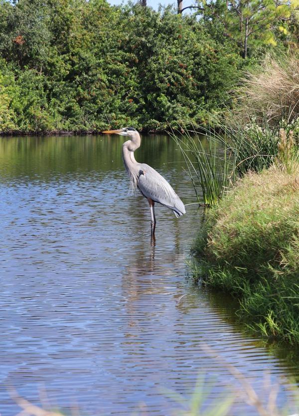 heron in pond on golf course