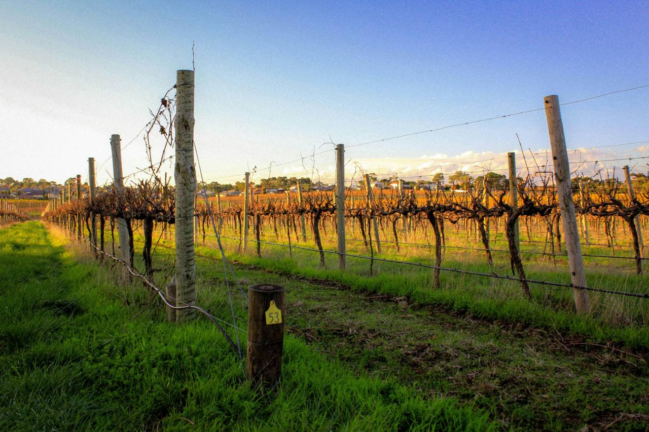 australian vineyard