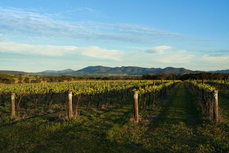 vineyard in denman new south wales australia