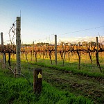 australian vineyard