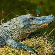 Alligator Adventure in North Myrtle Beach is one of many mancation adventures in Myrtle Beach South Carolina