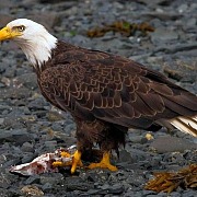 Best Places In America to See Bald Eagles