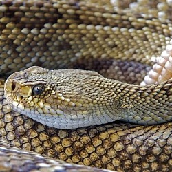 How to Rattlesnake Proof Your Yard