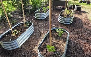 Four galvanized steel raised garden beds with bamboo trellises and young squash and cucumber seedlings