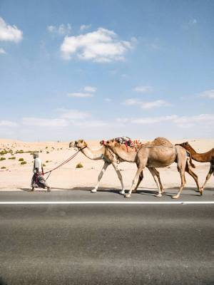 camels on the road in Abu Dhabi